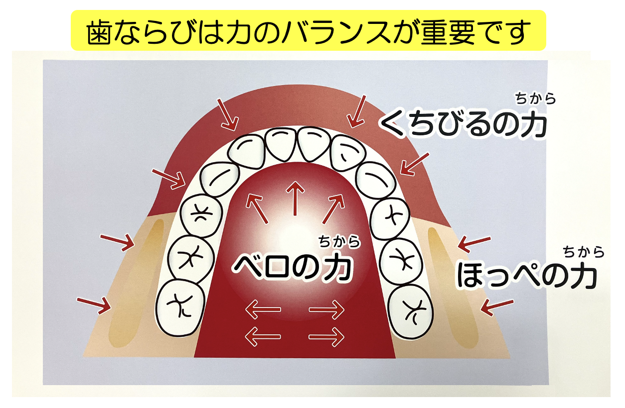 歯ならびは力のバランスが重要です